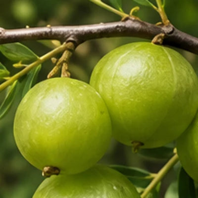 Amla Extract · 970 mg